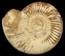 Perisphinctes Ammonite - Jurassic #46907-1